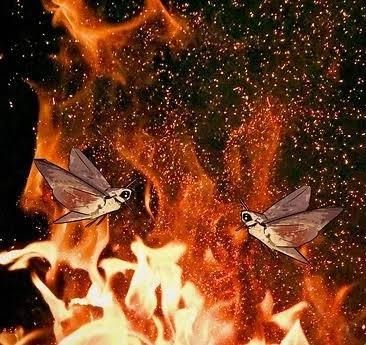 Ex-Muslims, Atheists, Secularists, Liberals are like moths in trance drawn to the flame that'll make perish their selves..