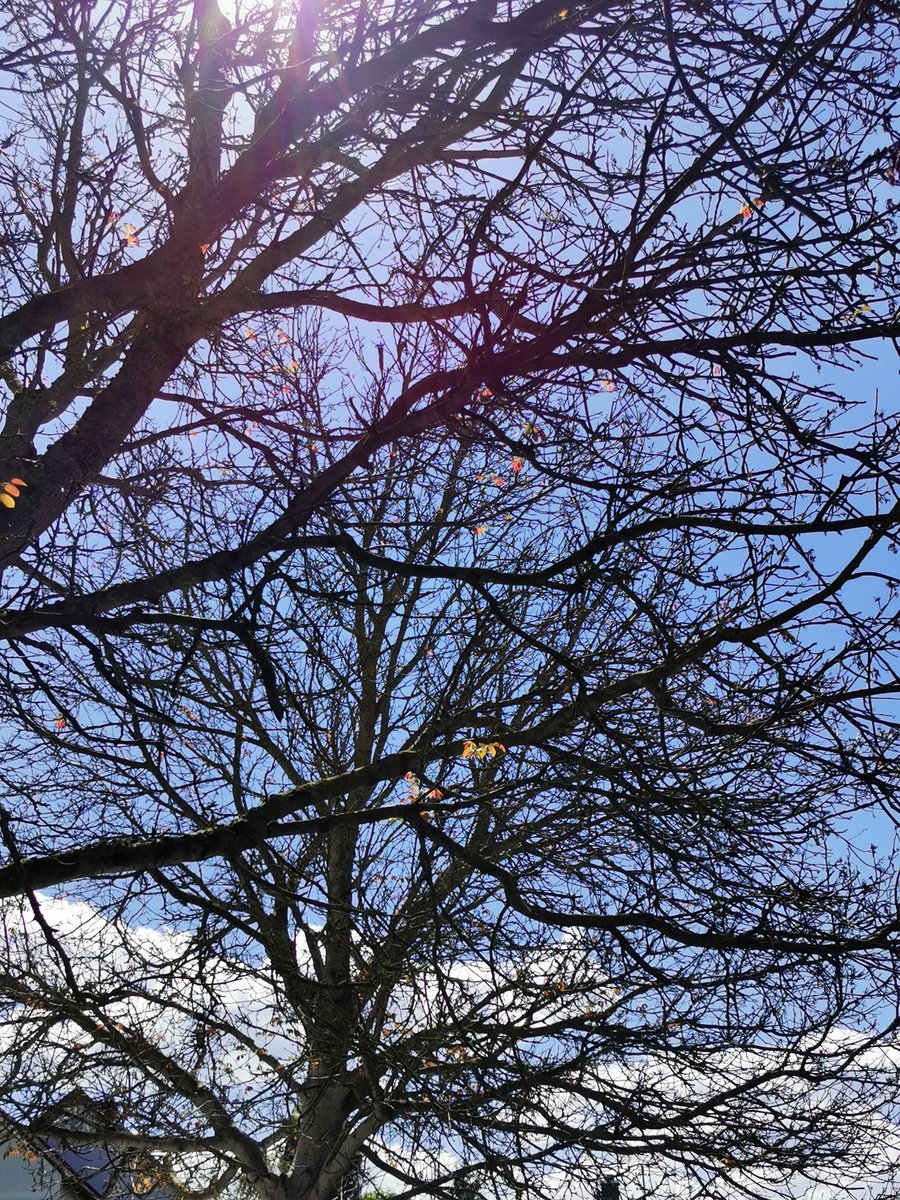 Die Walnussbäume sind im wärmsten Frühjahr aller Zeiten mal wieder erfroren 🤷‍♂️