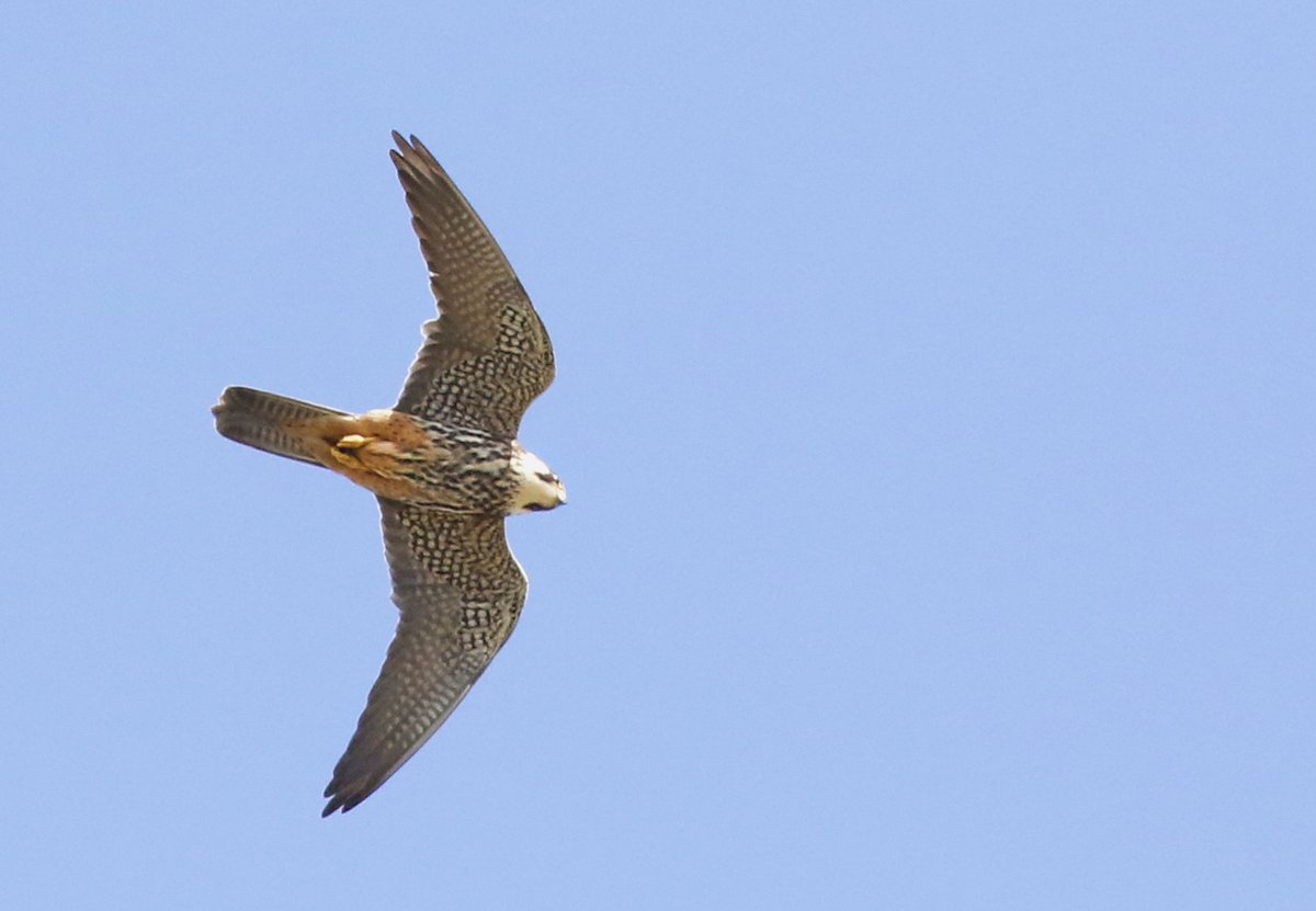 Catching up Again! Here are some more shots of the Hobbies I had the other day They were very high up catching insects: This one is immediately above me - I nearly fell backwards getting the shot! Enjoy! @Natures_Voice @NatureUK @KentWildlife @Britnatureguide #BirdsSeenIn2024