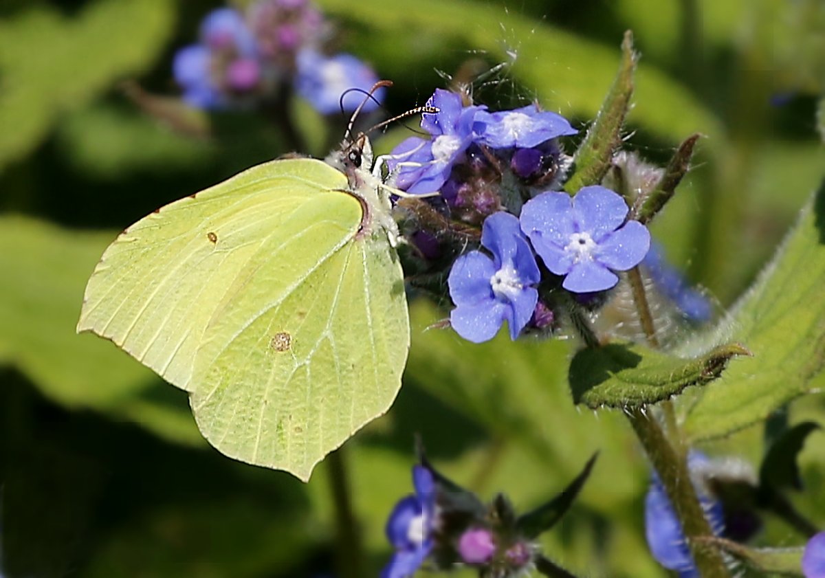 I am off now to try and get the Duke of Burgundy Fritillary butterfly - Will post results later! Meanwhile here is a male Brimstone having a drink! Enjoy! @Natures_Voice @NatureUK @KentWildlife