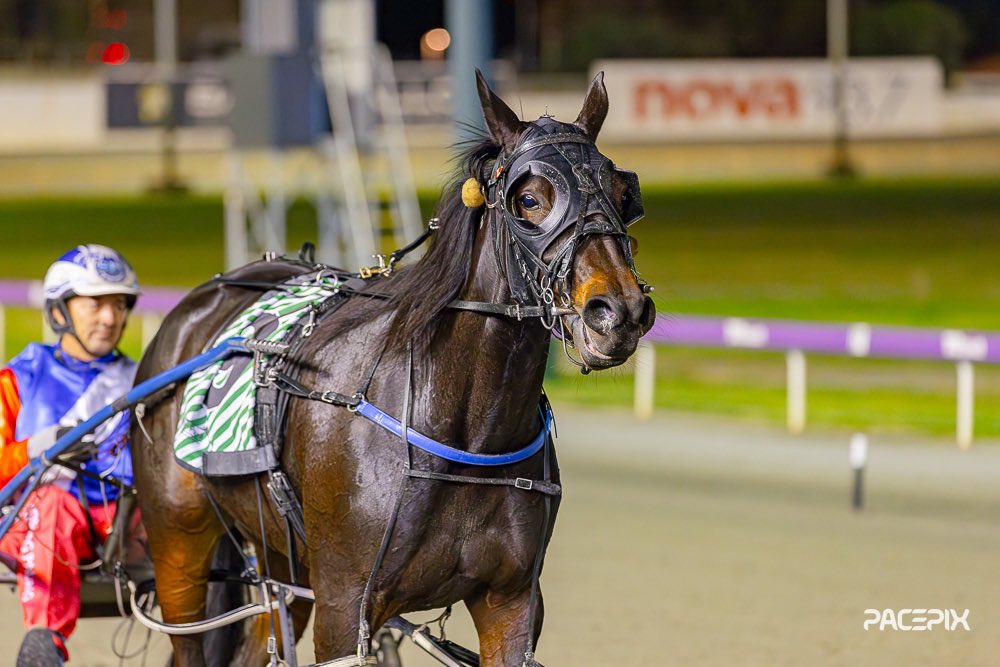 Cab Sav came wide with the run, but it was the winning move as the 4yo mare claimed victory in the second event of the evening… #GloucesterPark | 📸: @Pacepix_Au