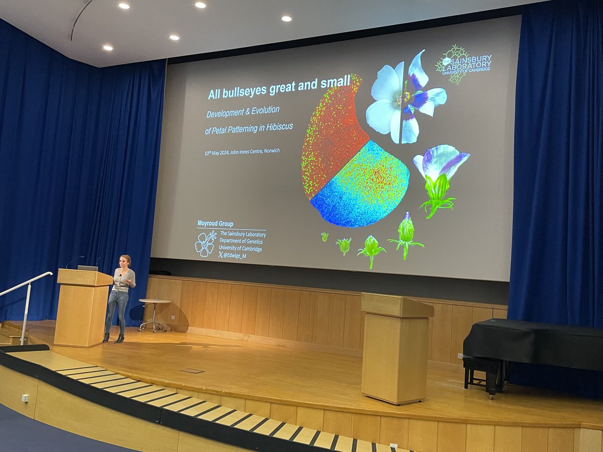 Fascinating talk from @Edwige_M from @slcuplants on the relationship between pigmentation, cuticle ornamentation, and cell shape during floral development, and its importance for bullseye shape & size- critical for insect pollination @TheSainsburyLab @JohnInnesCentre