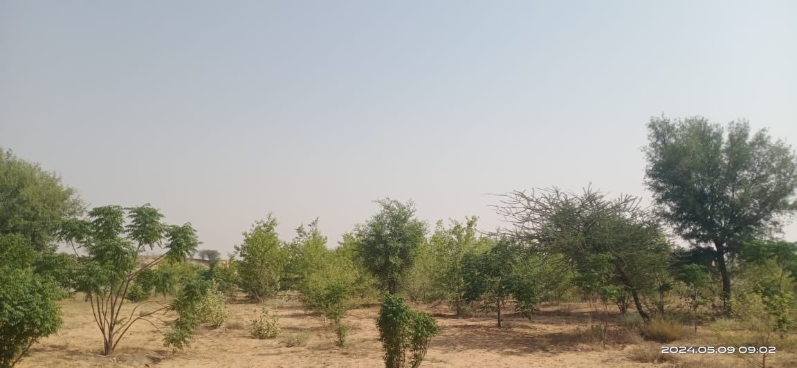 HabitatHealer's tweet image. 🌱🌍 Making Every Day #EnvironmentDay! 🌳💚

We&apos;re on a mission of #SDGAction, and the results are breathtaking! On June 17th, 2021, we planted saplings in the desert villages of Gajuvas, Churu district, Rajasthan, to mark Drought and Desertification Day. Today, those saplings…