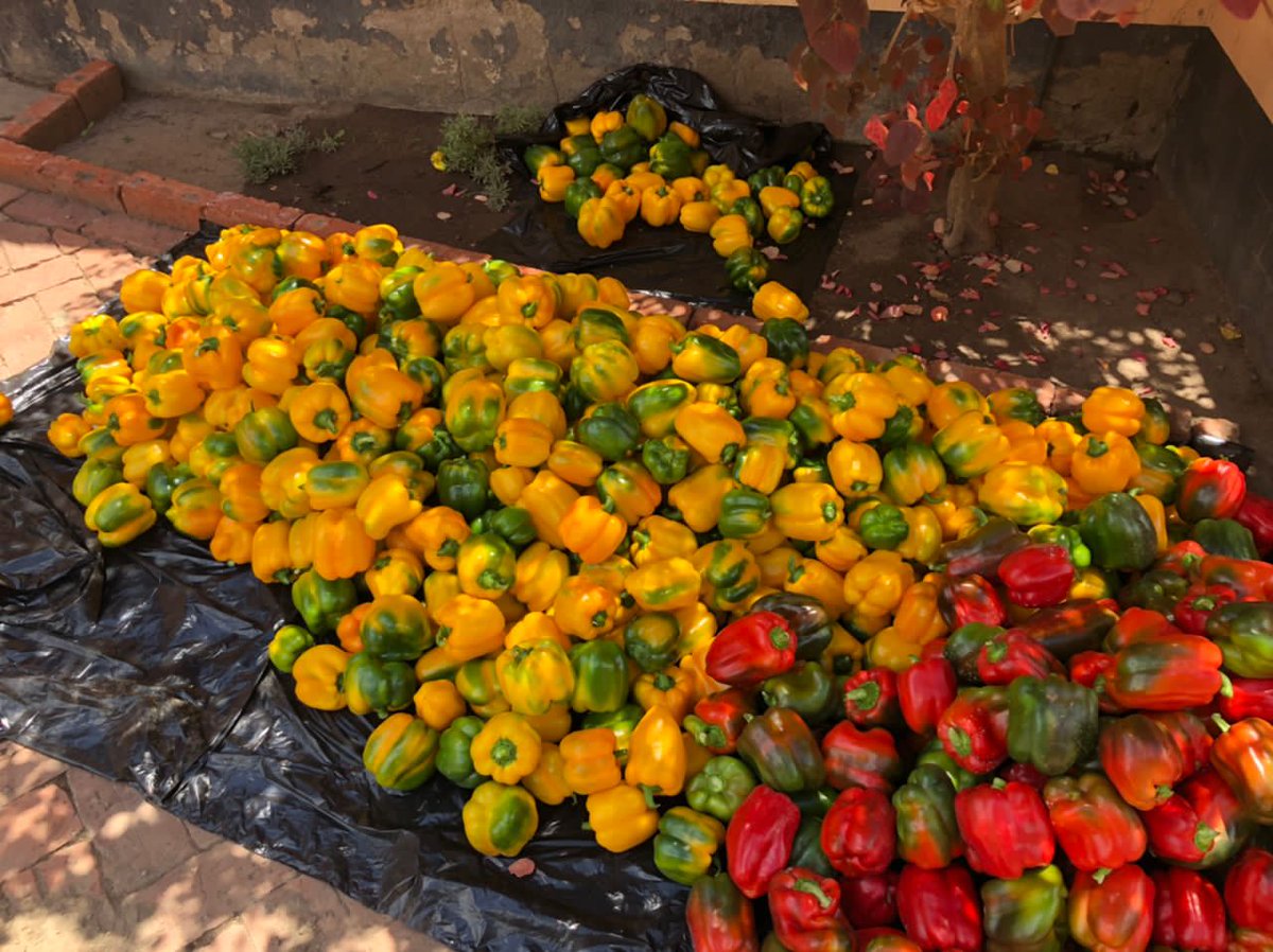 agrirocket_eng's tweet photo. First coloured pepper harvest in a 120sqm greenhouse🔥🔥
#Happyclientdiaries

#peppers #greenhouse #harvest #bumper https://t.co/Sz2lrSLbVo