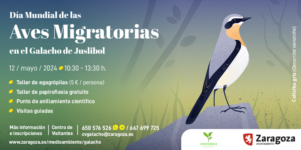 El domingo 12MAY celebramos el Día mundial de las aves migratorias en el #GalachoDeJuslibol. Les damos la bienvenida con talleres, visitas guiadas y un punto de anillamiento científico. Inscripciones: 650576526 / 667699725 cvgalacho@zaragoza.es Info. > zaragoza.es/sede/portal/me…