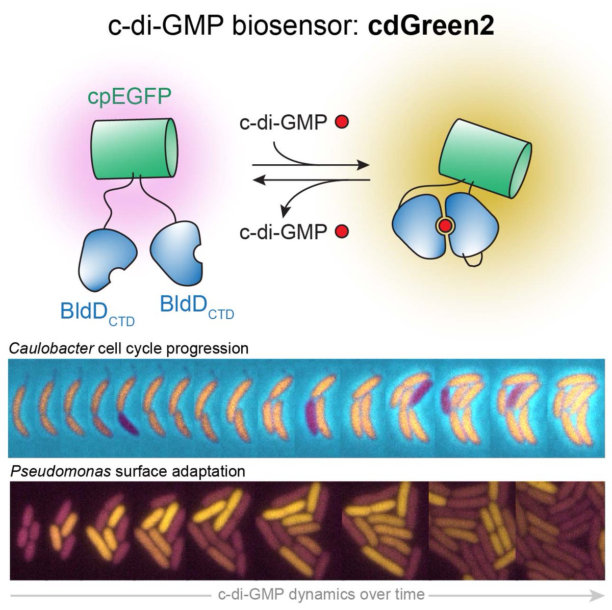 Our c-di-GMP sensor story is finally out in @NatureComms: rdcu.be/dHsEh. Including new data demonstrating cdGreen2 as a convenient tool to study DGC and PDE activity in vitro. Great collaboration with @simon_vanvliet and @MaierLab!