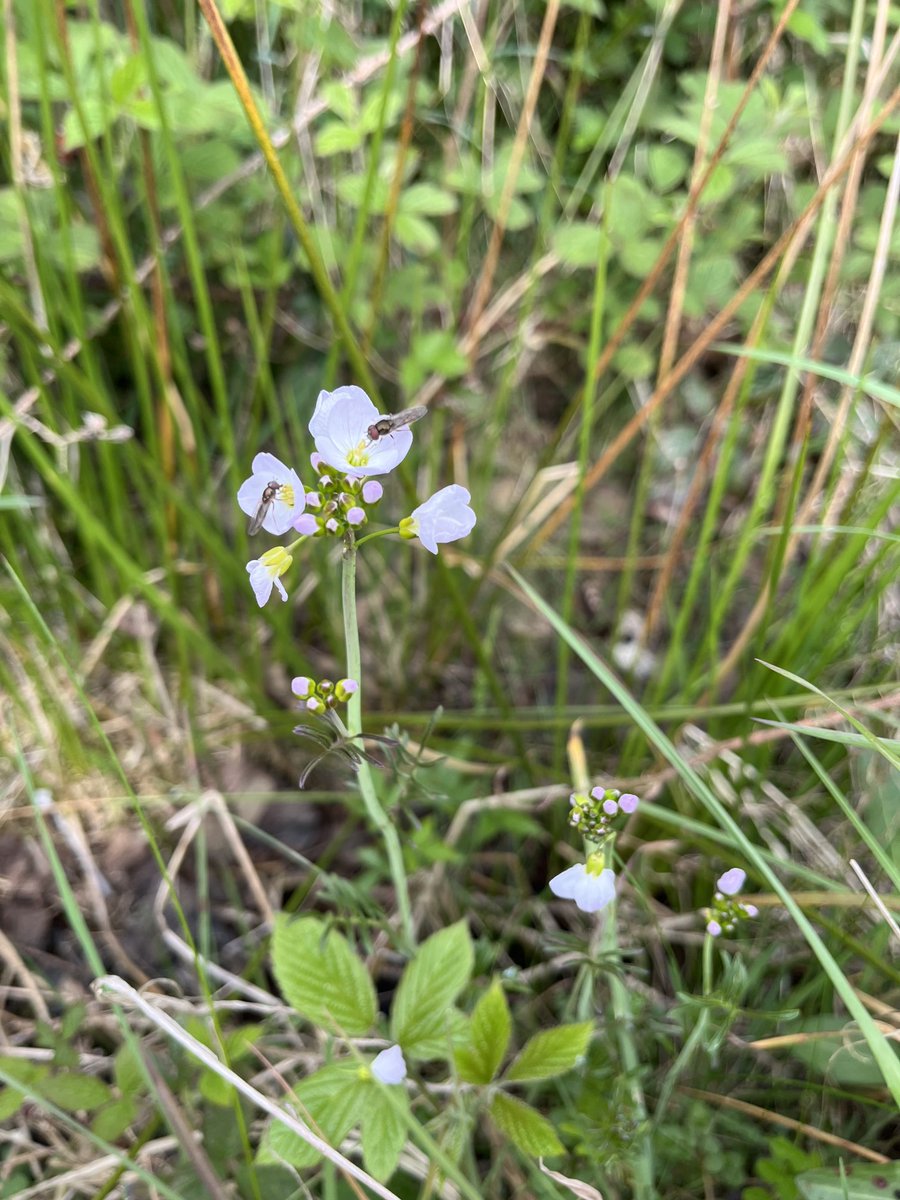 Today I am in Nidderdale looking for pollinators (and wildflowers) on farmland and moorland 👍🦋🐝🐞⁦@PoMScheme⁩ @FarmWildlifeUK⁩