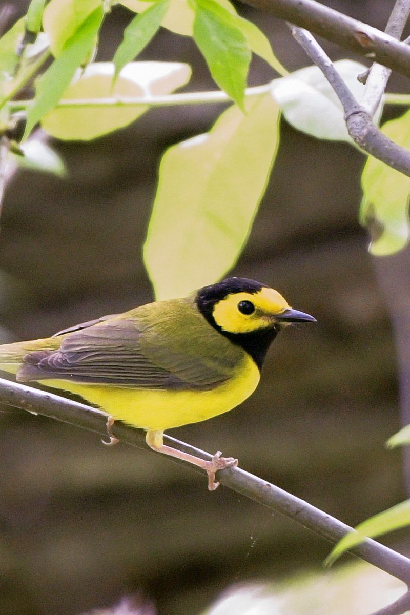 Appreciate the friendly birder who gave us a tip on a Hooded Warbler — where else — in the parking lot.
Biggest Week in American Birding 
#BWIAB #MageeMarsh #Birds #Birding #BirdTwitter #TwitterBirds