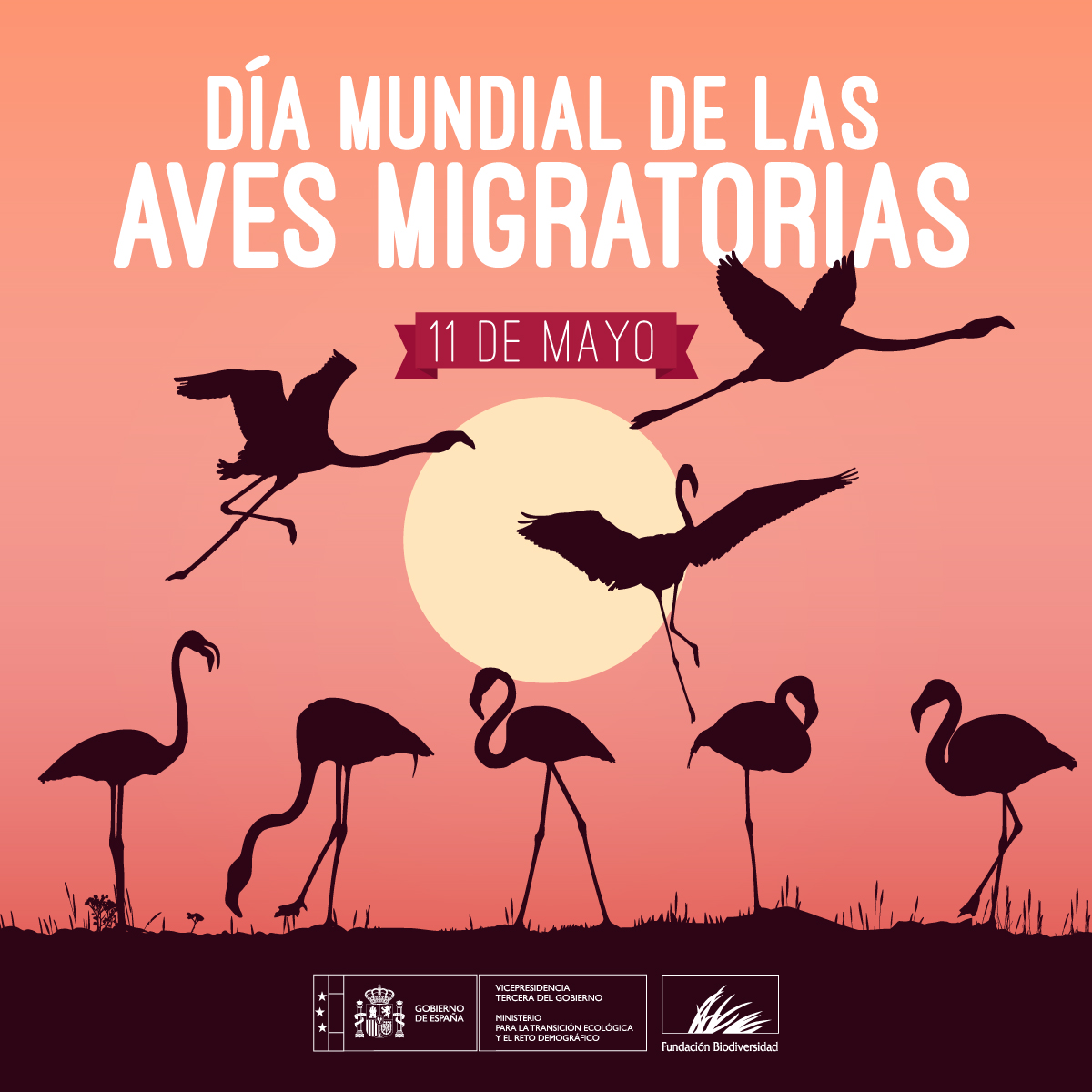 En España se dan cita 200 especies de aves migratorias, de las que el 40% muestras signos evidentes de declive. Es clave proteger sus rutas 🗺️ para que puedan: 🐟 Alimentarse 💤 Descansar 🥚 Reproducirse #DíaMundialDeLasAvesMigratorias #DíaDeLasAvesMigratorias