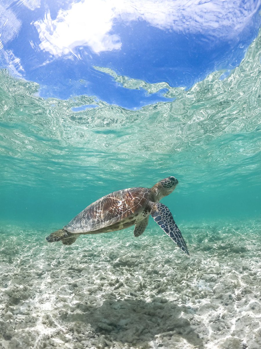 ウミガメが見ている海の中からの空

癒しの沖縄離島 波照間島