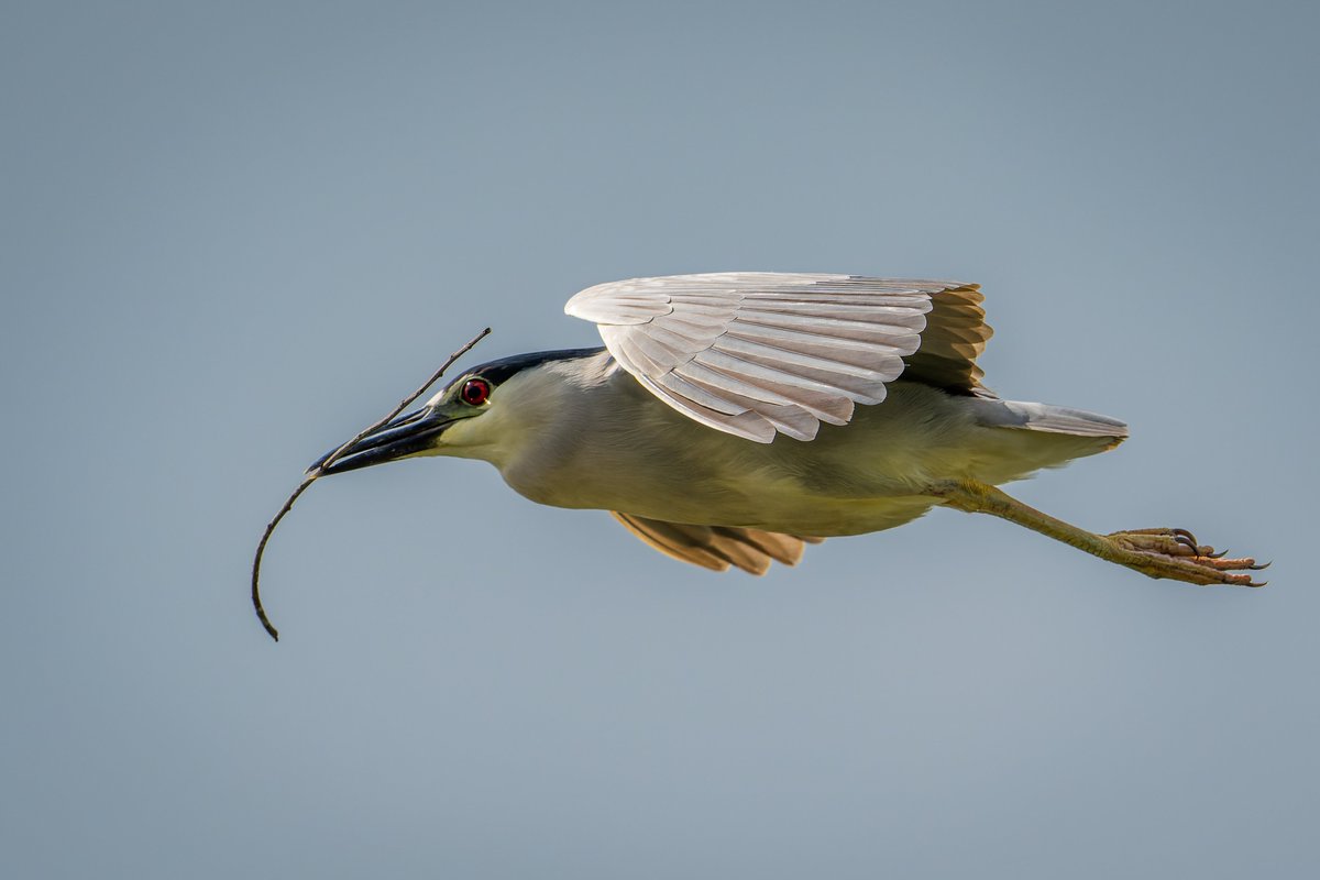 How to build a nest...
Black-crowned Night Heron
#photography #NaturePhotography #wildlifephotography #thelittlethings