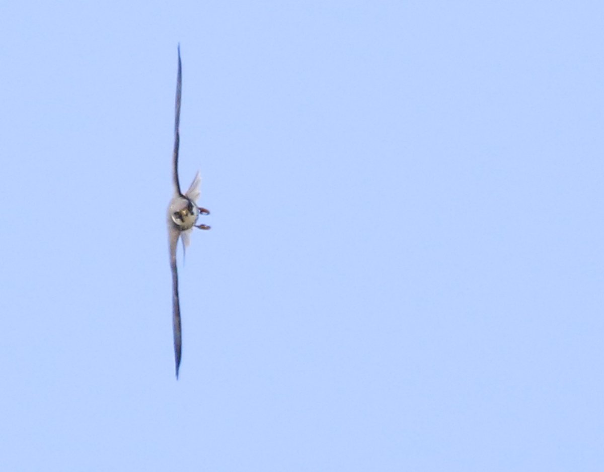 Oops! I forgot this Hobby pic. This was as it was from a group reeling in the air!! Enjoy! @Natures_Voice @NatureUK @KentWildlife @Britnatureguide #BirdsSeenIn2024