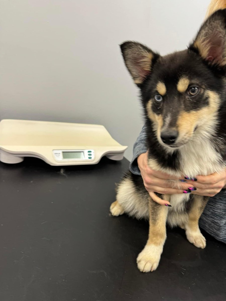 Please retweet to help Billy find a home #YORKSHIRE #UK - may be able to re home to other areas. CAN YOU HELP BILLY ? ⭐️⭐️⭐️⭐️⭐️ Billy is a 16 weeks old, Husky/Pomeranian cross. Billy arrived into our care with 3 of his siblings. Upon arriving in our care, it was immediately…
