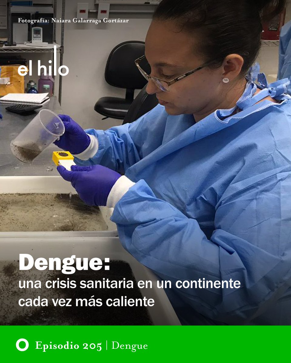 Dengue, cambio climático y mosquitos modificados. ¿Qué hay detrás de este brote de casos sin precedentes en América Latina y cómo la ciudad de Niterói, en Brasil, usa mosquitos alterados, entre otras estrategias, para combatirlo? 🎧Escucha este episodio: elhilo.audio/podcast/dengue…