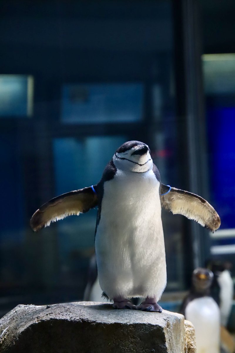 昨日みた映画タイタニックの真似。
#長崎ペンギン水族館
#ヒゲペンギン