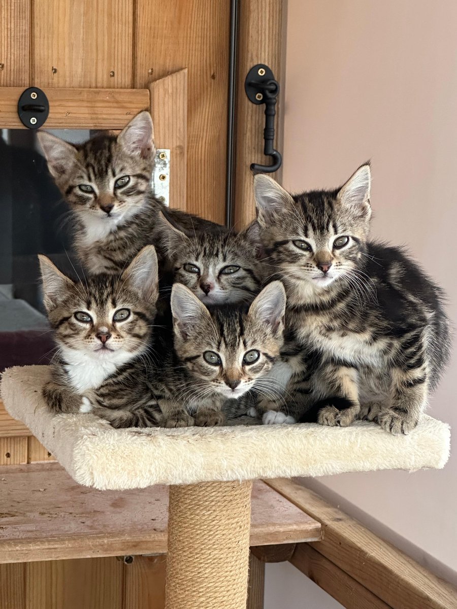 These gorgeous kittens were found around nine weeks old by a member of the public, abandoned in a box in the local woods! They were taken in by @cherwellcats and will be in care for a while before they are ready to be adopted.