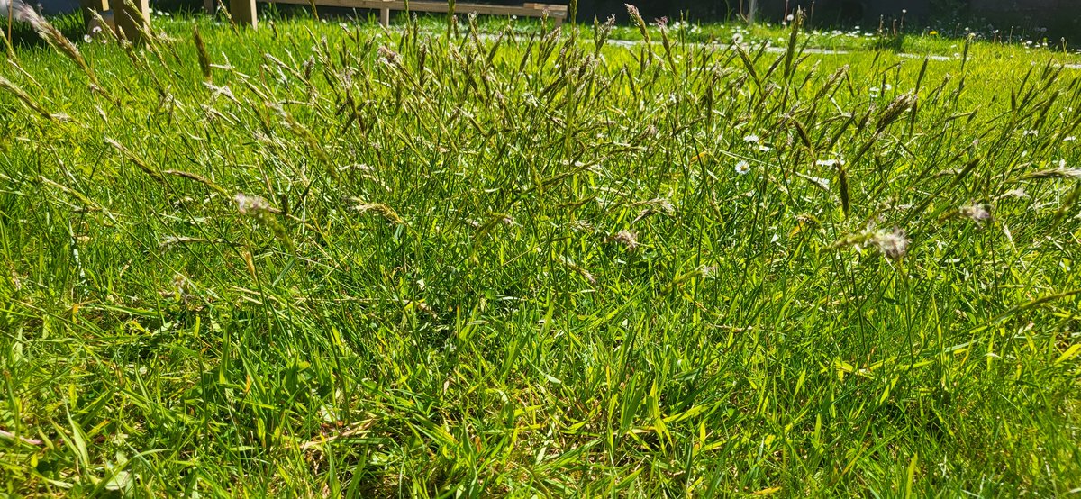 I love watching the flowers and grasses that emerge during in our garden #NoMowMay