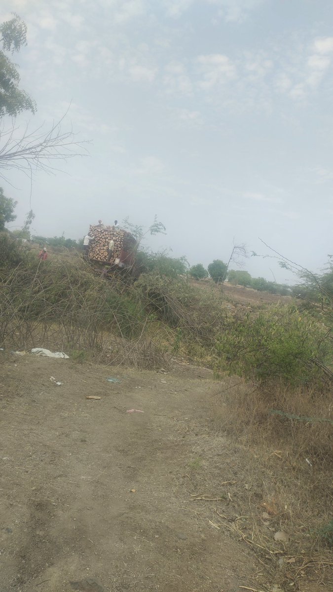 5af2d237f7d742c's tweet image. मा.मुख्यमंत्री साहेब,
 सध्या तापमानाने उच्चांक 42 से. पर्यंत पातळी गाठली आहे  पर्यावरणाचा समतोल ढासळत आहे सद्यस्थितीत दुष्काळी सांगोला,जत, मंगळवेढा आटपाडी या तालुक्यात वृक्षतोड सुरू आहे राजेरोसपणे वृक्षांची कत्तल केली जात आहे. वन विभागावर कार्यवाही होणे गरजेचे आहे.