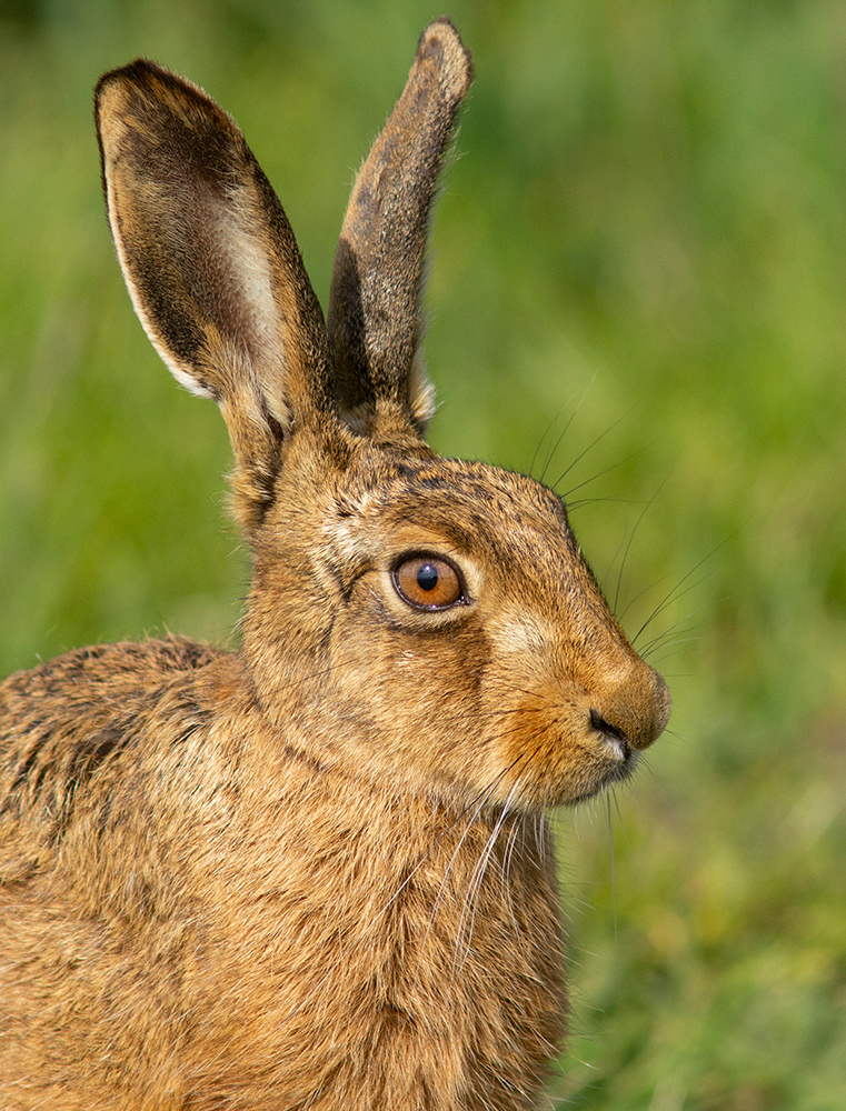 March Hare in May. Head, shoulders and ears. Near March, Cambridgeshire.