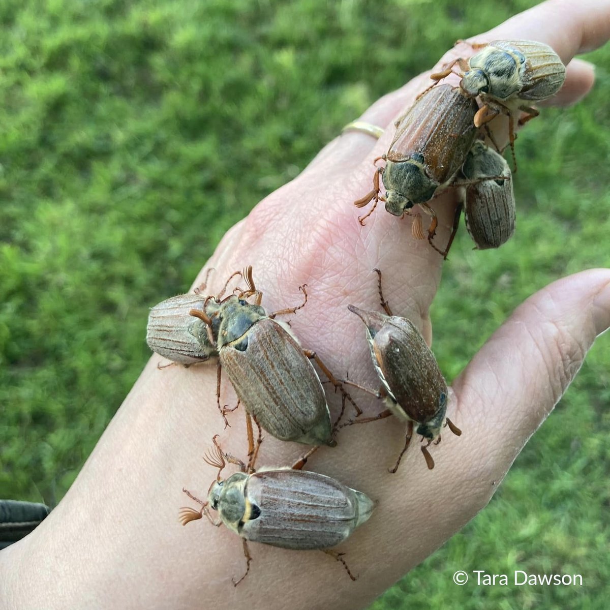 Maybug season is here. Find out more about these gentle giants on our blog: sussexwildlifetrust.org.uk/news/cockchafer photo © Tara Dawson