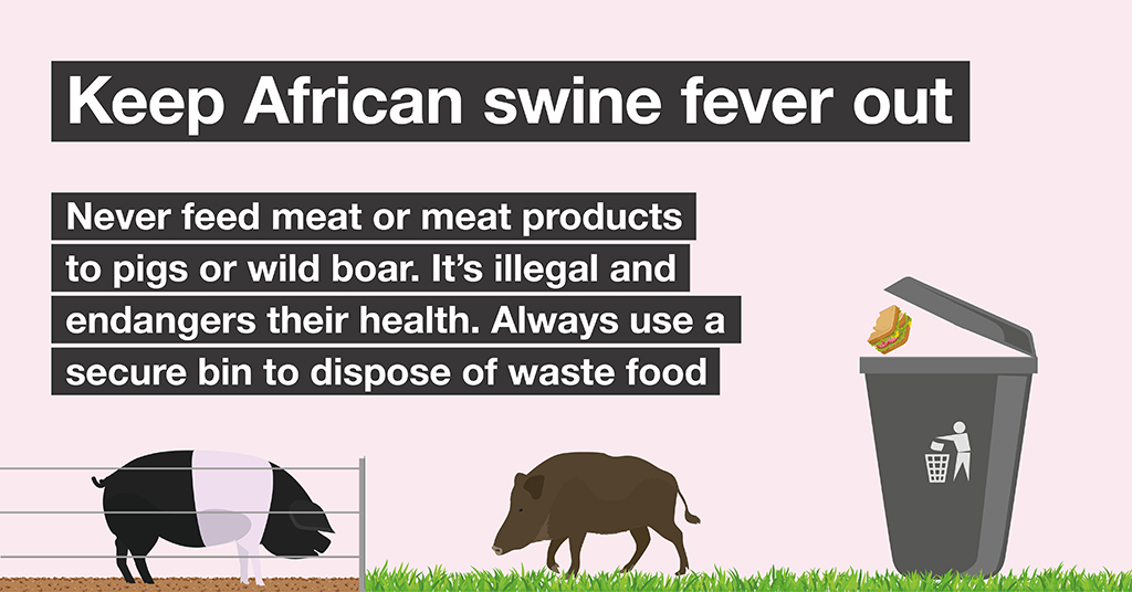There is an increased risk of #Africanswinefever spreading to the UK. Feeding #pigs and #wildboar kitchen scraps and catering waste can spread this disease and is illegal. Learn more: gov.uk/guidance/afric… #smallholders #pigkeepers #petpigs