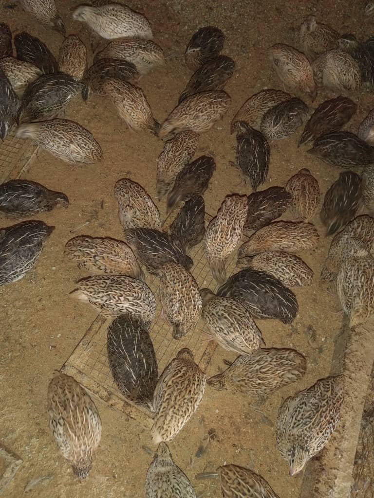 Our quails are now ready for sale. We are selling from a day old to point of lay. Price ranges from Mk500 - mk2500. We also sale dressed/undressed depends on customers preferences. 0996543250 Mangochi- we send everywhere!