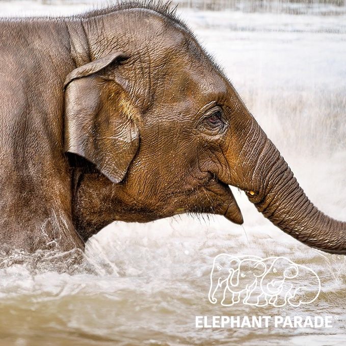 Did you know...In spite of their considerable size, elephants are fine swimmers – an exercise they thoroughly enjoy. They're adept at diving as their trunks are handy for snorkeling, and they can float if they fancy a rest. #funfactsfriday⁠ #elephantparadefan