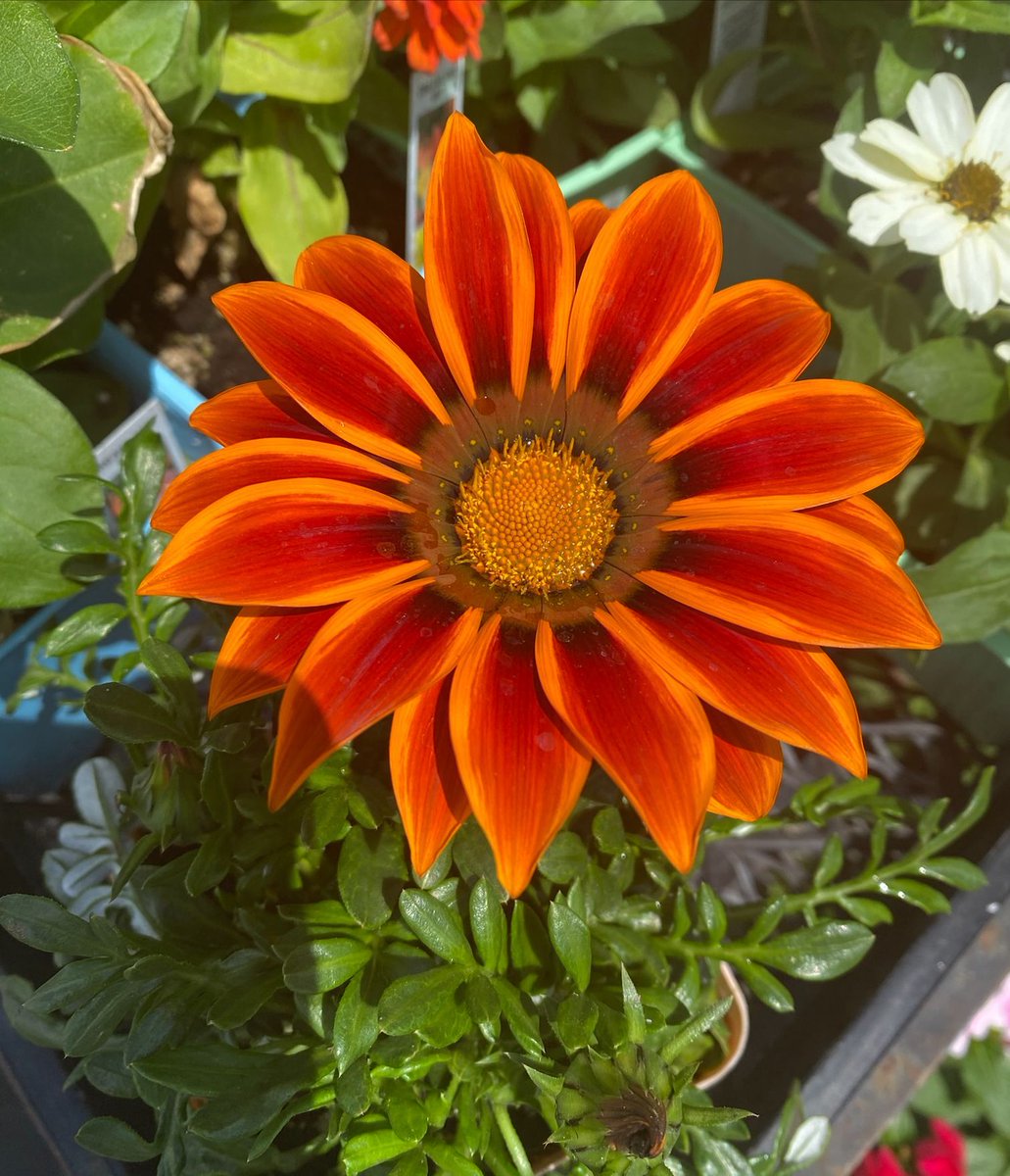 Happy Friday from @healingfoodsgarden #frommygarden #haveagreatday #liveyourbestlife #livewithkindness #livewithgratitude #livewithoutregret #loveoneanother #seizetheday #practicerandomactsofkindness #Flower #Flowers #FlowerOfTheDay #FlowerLover #flowerdaily