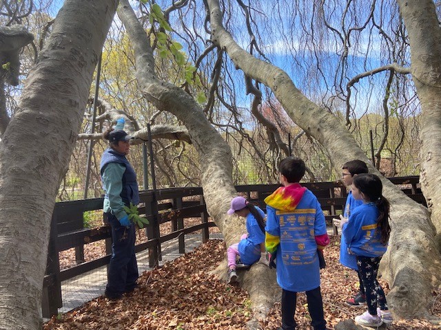 Seeing a century-old European Weeping Beech is remarkable. Helping it thrive is even better! On Saturday, volunteers at Bayard Cutting Arboretum cleaned up the area around this tree. Did you volunteer at one of our parks or sites? Share your story at parks.ny.gov/100/story.