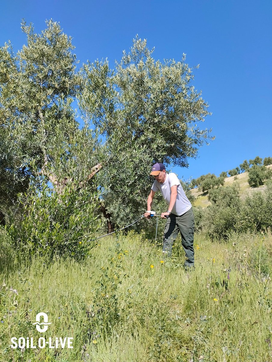 NEWS | 🍃 Soil O-Live 🍃 tests charcoal and mycorrhizae to improve soil health and olive tree yields

#SoilOlive #UJA #ProyectoEuropeo #Europa #FondosEuropeos #Olivos #Soil #Olive #Ecología #EuropeanCommission #SoilMission #HorizonEurope

soilolive.eu/soil-o-live-co…