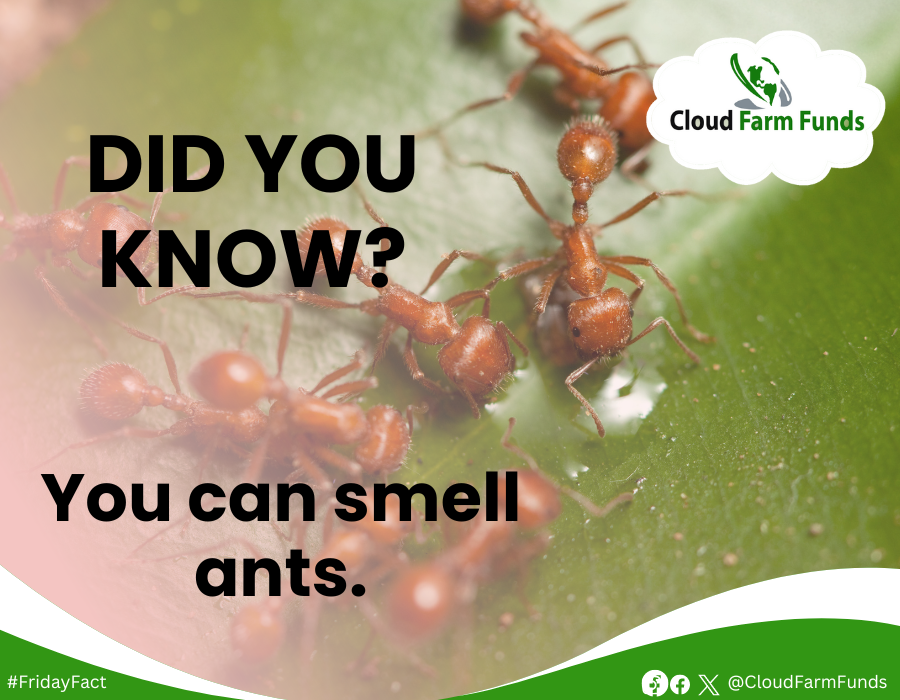 Did you know?

You can smell ants. 

#Cloudfarmfunds
#FridayFact