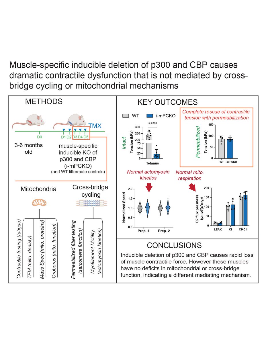 Check out this #ShortReport #ArticlesInPress, Insights into post-translational regulation of skeletal muscle contractile function by the acetyltransferases, p300 and CBP Gretchen A. Meyer, et al. ow.ly/pFvV50RBewG #JAPPL #Mitochondria @lab_meyer @Greenberglad314