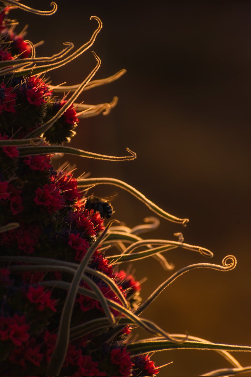 De cerca.
Tajinaste rojo del Teide.
Echium wildpretii.