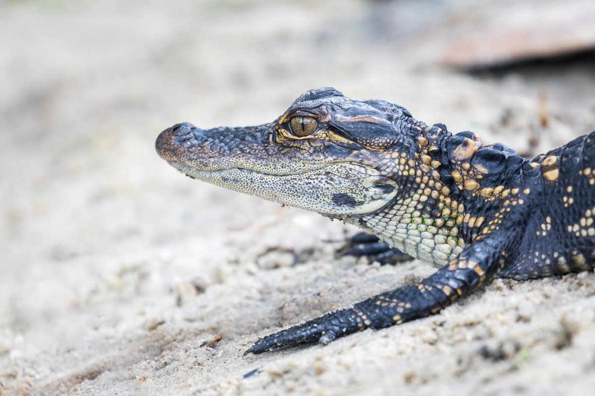 How could you not love that cute little face?
This little guy let me get close enough to fill the frame for his portrait.
#gator #TwitterNaturePhotography