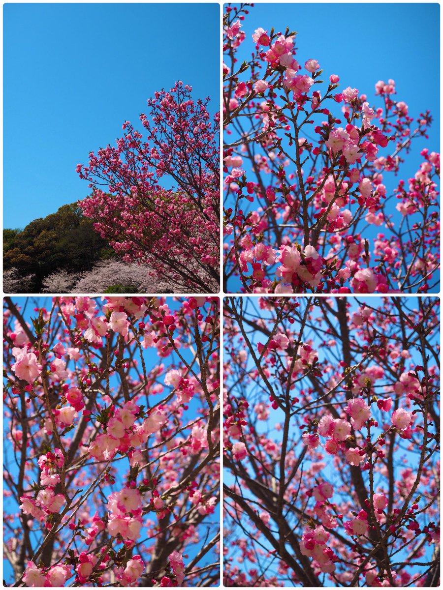 【春の陽気な中で蔵出し写真祭り開催中編】

〜魅せる花景色や桜が咲いている写真その25ラスト〜

OLYMPUS E-M1
OLYMPUS M.12-40mm F2.8 PRO
