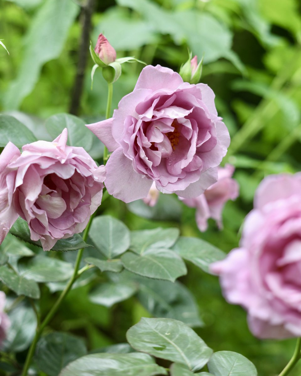 ハリー・エドランド

赤みのある紫色の中輪のカップ状の花で、一輪もしくは数輪の房で咲き、花付きがよいです。
花には素晴らしいブルー・ローズの香りがあり、英国パラ会のコンクールの芳香賞であるエドランド・メダルの初の受賞品種です。