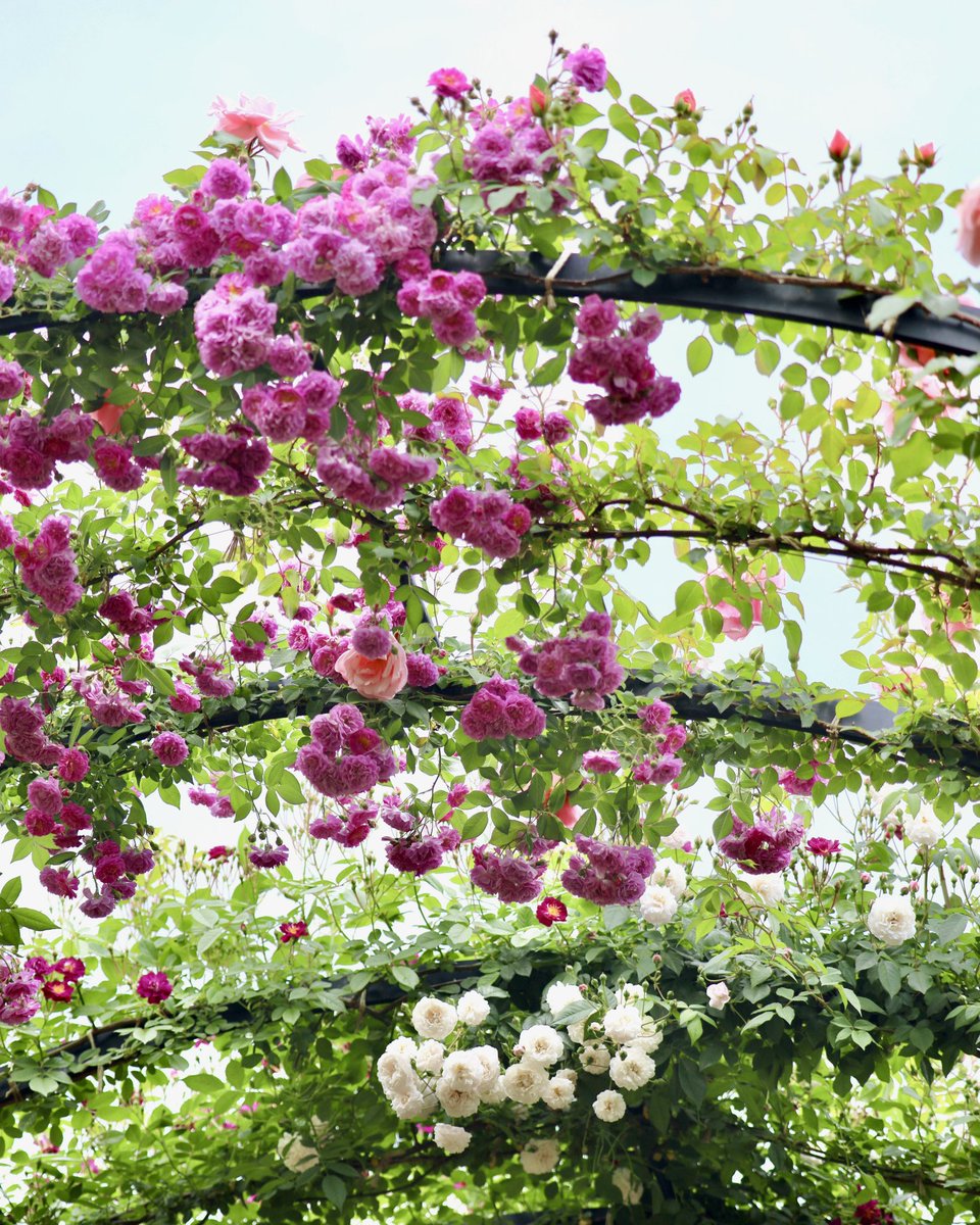 咲きたてのバラに出会える早朝プレミアム開園（5/19まで）や期間限定で公開中の「ときめきガーデン」など、バラ咲く散策エリア拡大中です。バラの豊かな香りが漂い、撮影スポットがいっぱいのガーデンにぜひお越しください♪