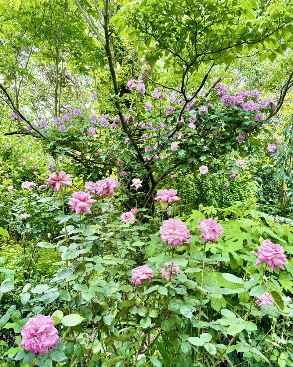 ローズ＆シュラブガーデンで、木に絡まり咲くモーブ色のバラをご紹介します♪ つる　たそがれ 紫色のやや波打つ中輪のセミダブル咲きです。 大房で開花し、花付きがとても良いです。 花保ちはやや悪く、軽いティーの香りがあります。