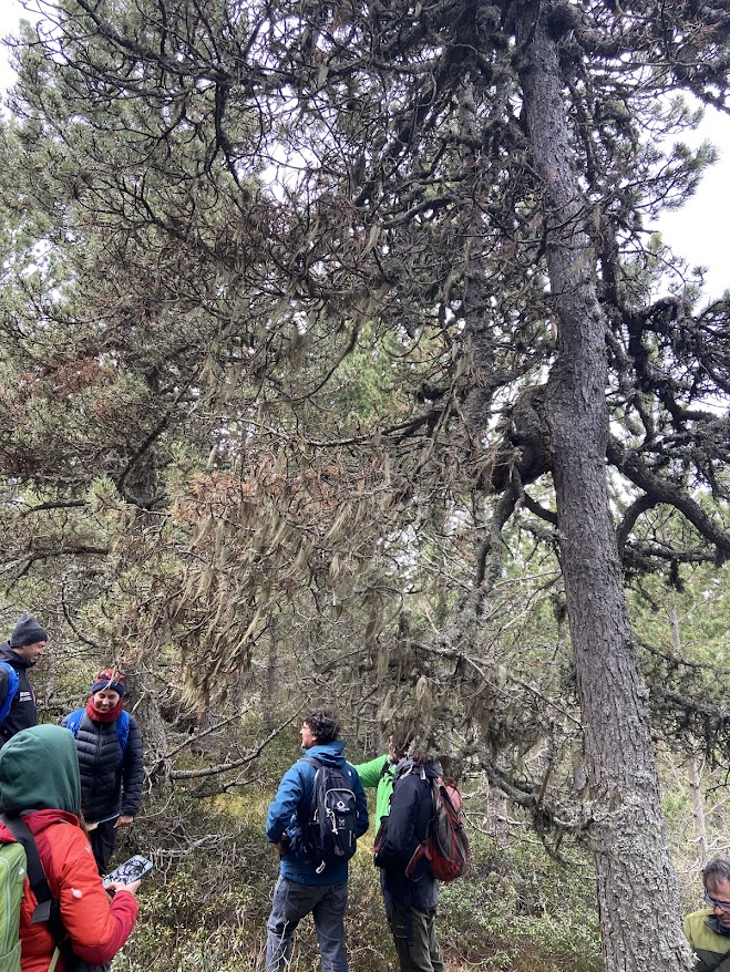 Boscos!🌲 Tant diferents els uns dels altres, tantes espècies i tanta diversitat 🤩 Aquesta setmana hem estat pels boscos del Pallars amb @ProjecteBoscos i... les fotos parlen per si soles! Us expliquem què hi vam fer👇