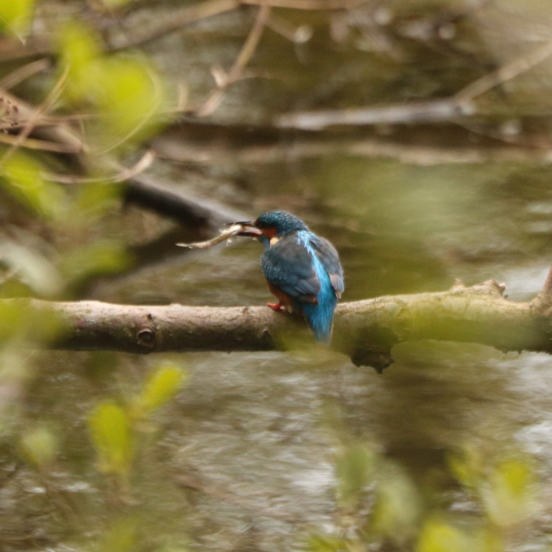 A Kingfisher spotted near the Stock Pond! Identifiable by its bright metallic blue and its breast is a coppery-brown. This small bird is a master fisher, diving into water with precision to catch its prey 🎣 #HampsteadHeath