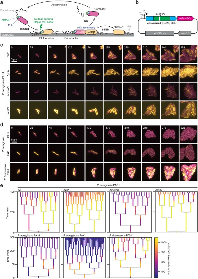 A genetically encoded biosensor to monitor dynamic changes of c-di-GMP with high temporal resolution

<a href="/NatureComms/">Nature Communications</a> from <a href="/JenalLab/">Jenal_lab</a> <a href="/urs_jenal/">Urs Jenal</a> 

nature.com/articles/s4146…