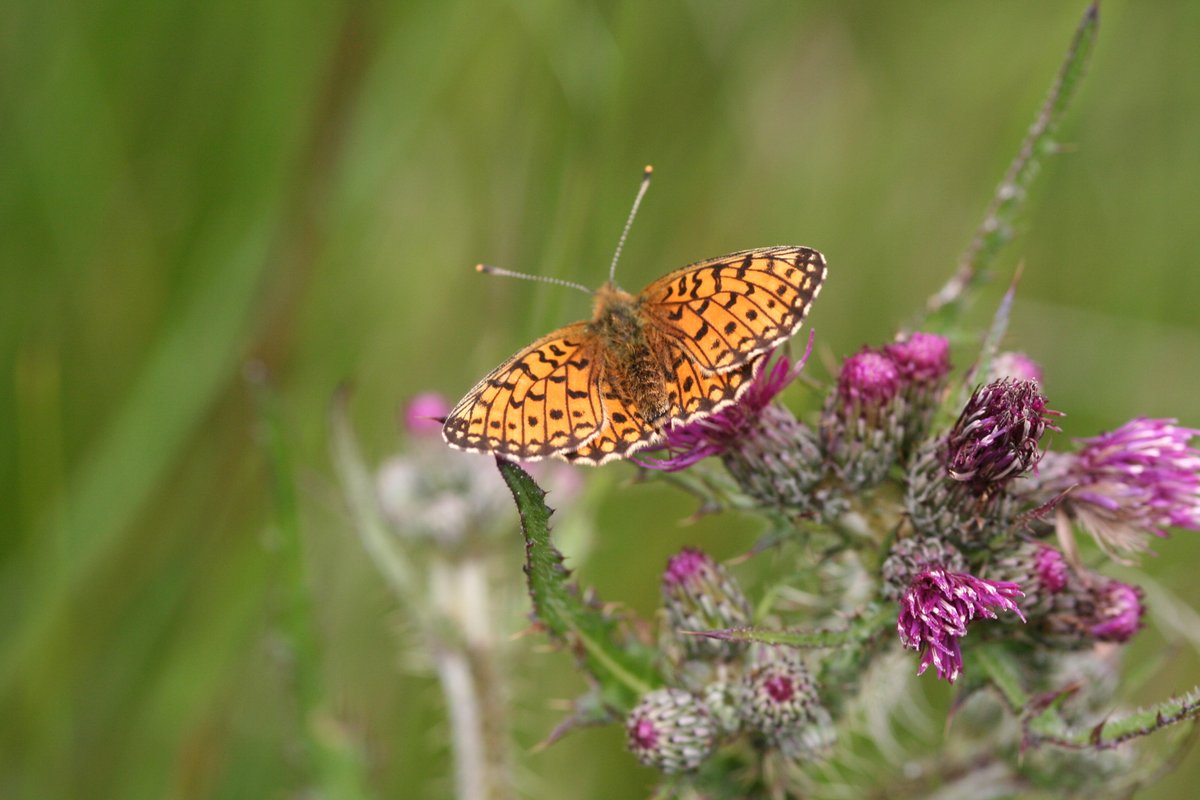 The planting of 20,000 marsh violets across the Shropshire Hills begins this spring. The project aims to restore habitat connectivity across the landscape, supporting rare species like the small pearl-bordered fritillary butterflies. shorturl.at/adDS4