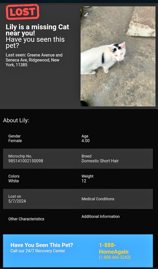 📢🇺🇸🗽😿🆘️Please RT to find Lily #NYC #missingcat #lostcat #Queens #CatsOfTwitter #CatsOfX @HAPetRescuer