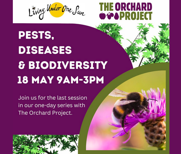 The last in a series of one-day training courses with @livingunder1sun is coming up on 18 May when Lewis will show you how to create a balanced ecosystem & avoid pests and diseases. Book your space (free to Tottenham residents) via Eventbrite 👉 bit.ly/3QFaaGt..