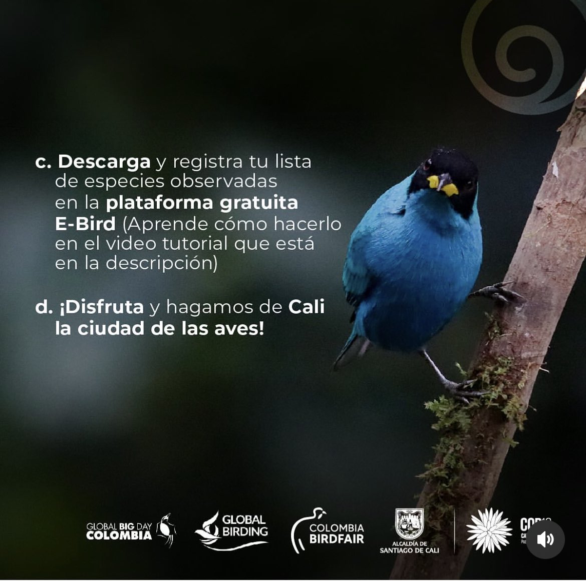 Colombia está lista para unirse a la pajareada más importante del año #GlobalBigDay este sábado 11 May 🗓✅ participa y sube tus listados de aves en @Team_eBird 

#birdsuniteourworld #globalbigday
#cadaavecuenta 
#colombiapaísdelasaves