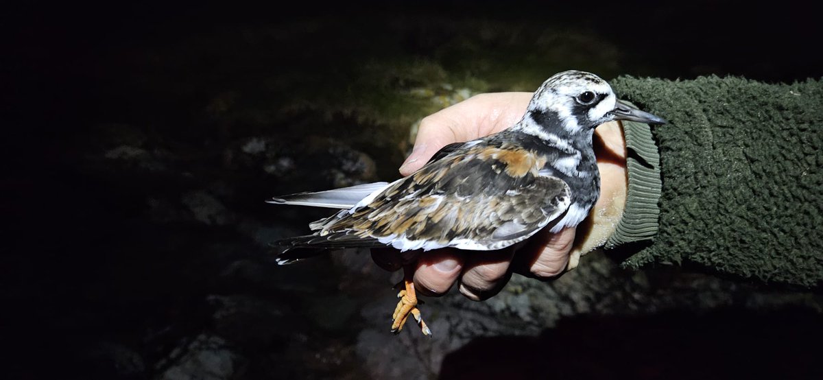 Absolutely astonishing night ringing with colleagues from the Clyde Ringing Group on Tiree. Finished the session with 133 new birds ringed, 3 BTO Common Tern Controls and a South African ringed bird. 22 Little Terns and 35 Arctic  Terns were the highlight of the session.