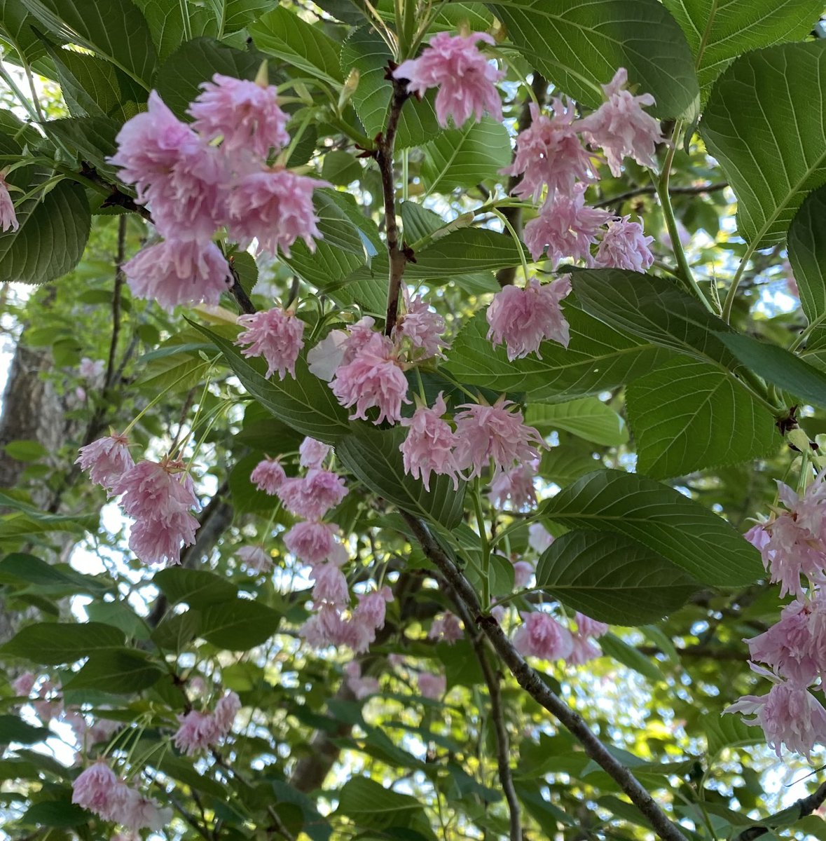 The last of the cherry blossoms from a few weeks ago for #PinkFriday  and #FlowersonFriday. Hope it’s a beautiful day for you, and that you can get your hands in the dirt! 🧤#GardeningX #MasterGardener