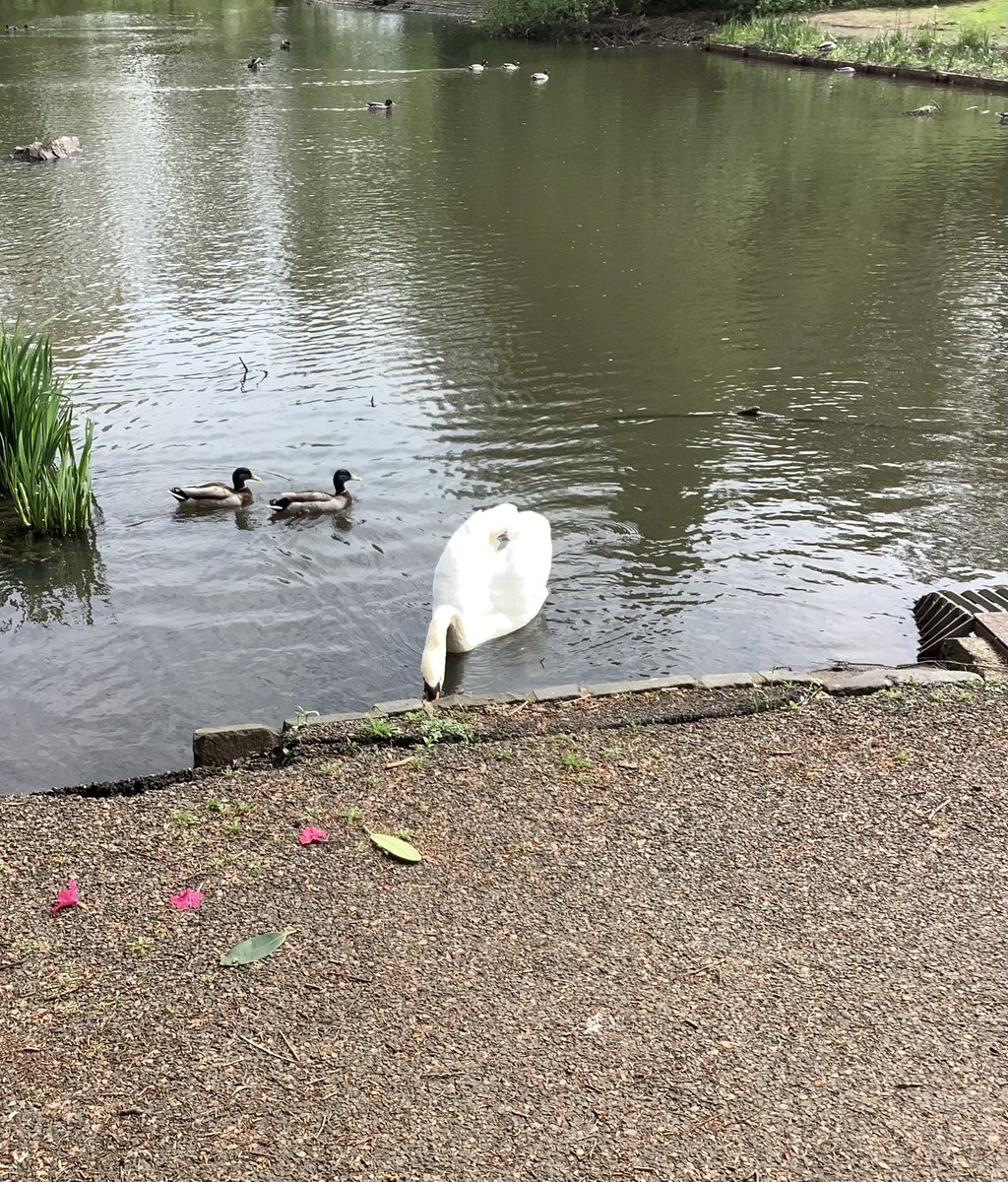 #promoteperth swan feeding at edge of the pond.#BrandMcKinnon.

#photoblog