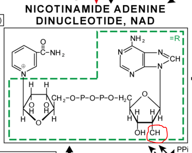 curiouslukas's tweet photo. @Roche put the C in nucleotide 🧐

#RocheFix #BiochemicalPathways #MetabolicPathways https://t.co/BxdpbSe17Y