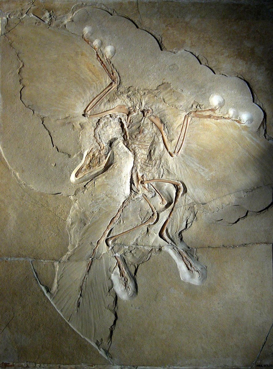 The Berlin Archaeopteryx, one of the most famous and beautiful fossils ever discovered. Originally hailed as the link between dinosaurs and birds, this animal certainly helped better our understanding of their relationships. #FossilFriday